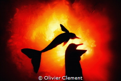 Silhouette of two botos in Coca Cola water (Rio Negro, am... by Olivier Clement 
